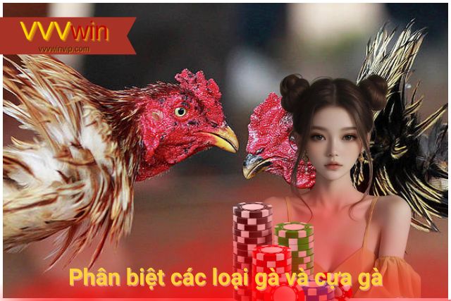 Đá gà là gì? Tại sao đá gà lại có sức hút lớn đến vậy? Phân biệt các loại gà